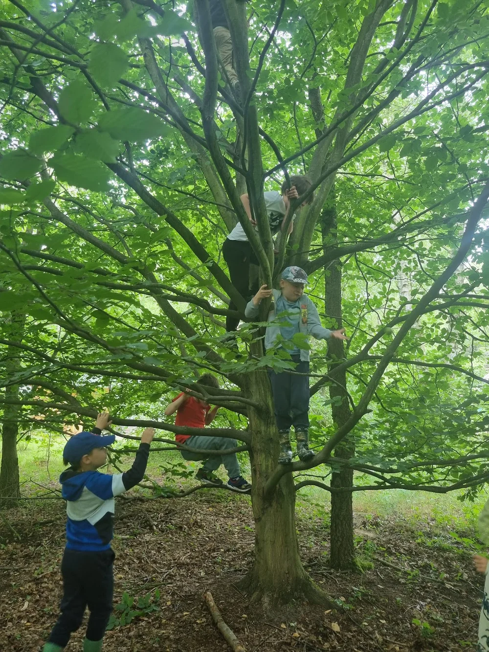 Photo of Podróżne Drzewa Leśne Warsztaty, Półkolonie, Urodzinki Poznań